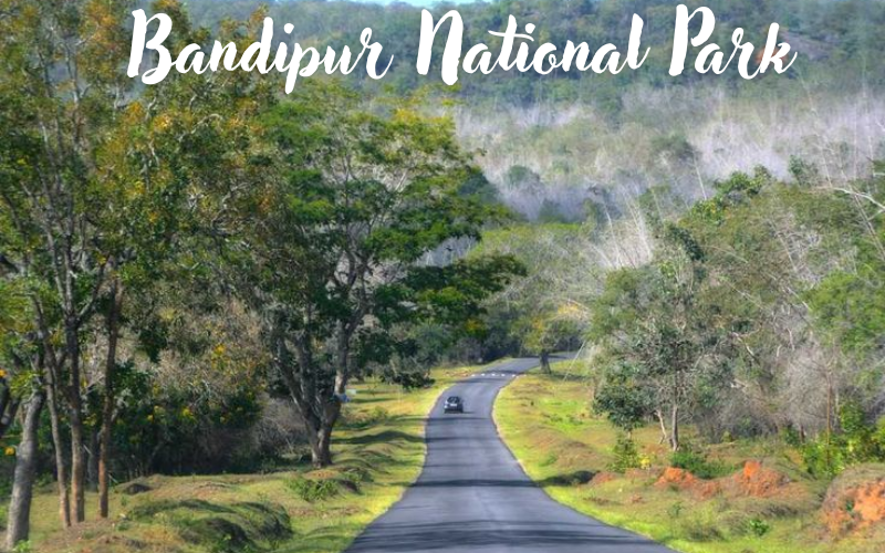 10 beautiful forests in India