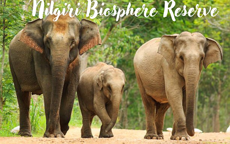 10 beautiful forests in India