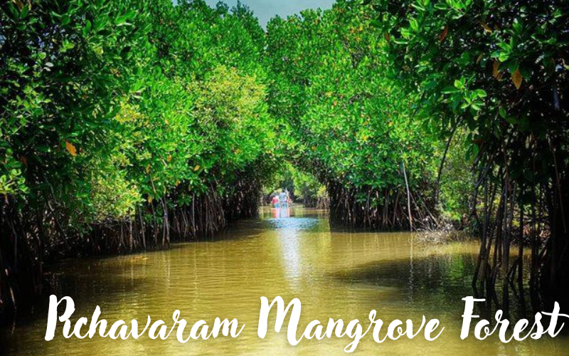 10 beautiful forests in India