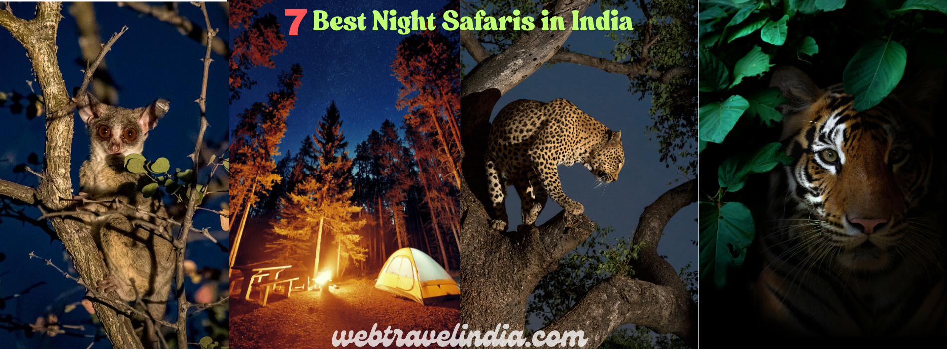 Night Safaris in India