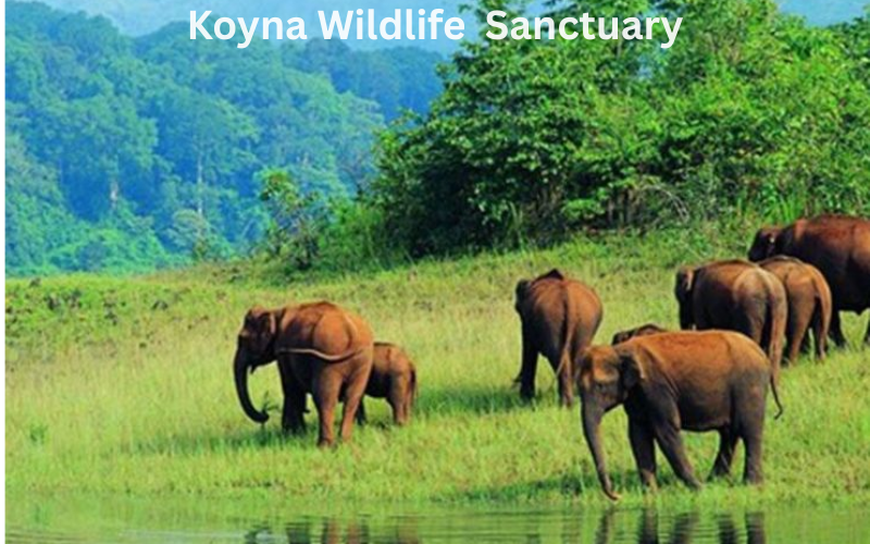 Night Safaris in India