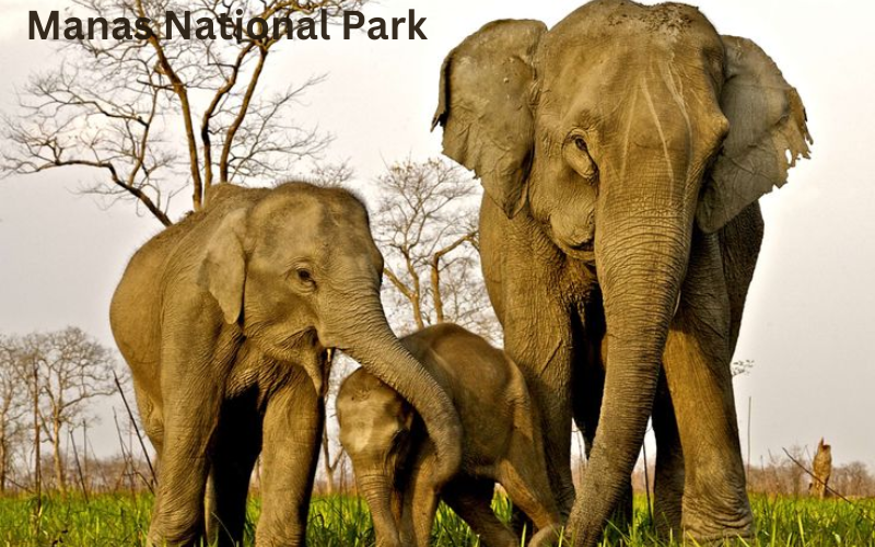 Night Safaris in India