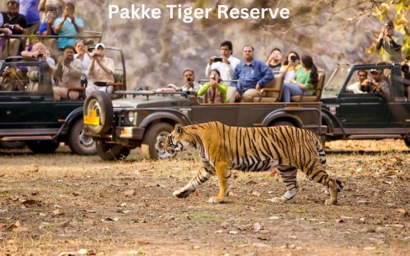 Night Safaris in India