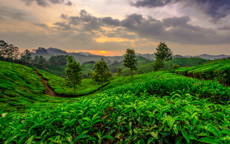 Munnar tea gardens during dusk – serene greenery and night forest trails in Kerala