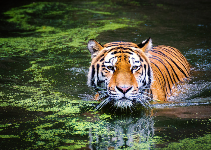 A tiger bathing in the river at Buxa Tiger Reserve, West Bengal – a wild and thrilling nature escape in India.