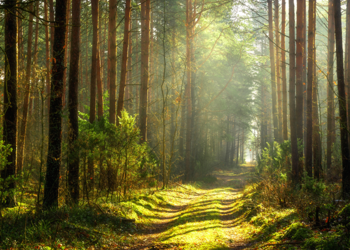 Beautiful dense jungle view of Gavi Forest, Kerala – an untouched and peaceful nature escape in India.