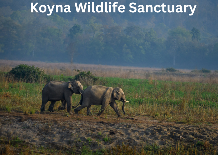 Elephants walking through the forest at Koyna Wildlife Sanctuary, Maharashtra – a wild nature escape in India.