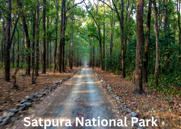 Dense jungle view of Satpura National Park, Madhya Pradesh – a peaceful and wild nature escape in Central India.