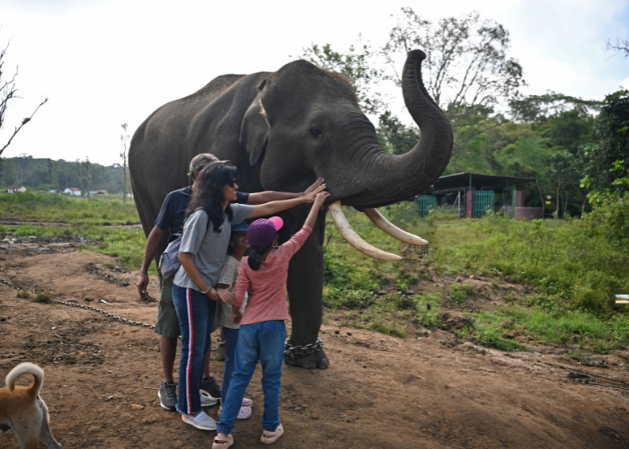 Dubare Elephant Camp in Coorg – winter nature retreat in South India