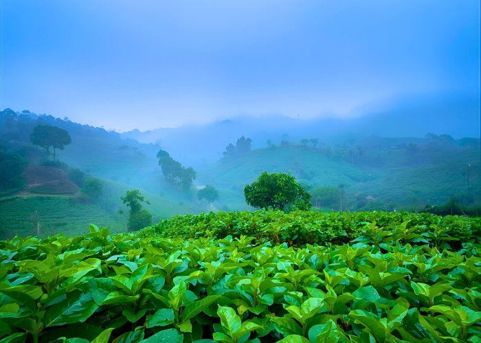Morning mist over Coorg’s coffee estates – Winter in the Western Ghats, India