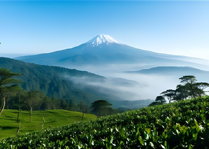 Darjeeling tea gardens and Kanchenjunga view – budget hill destination in India