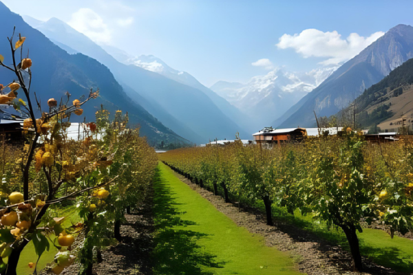 “Kalpa village apple orchards with Kinner Kailash view – Day 1 of Delhi to Spiti Valley budget trip”